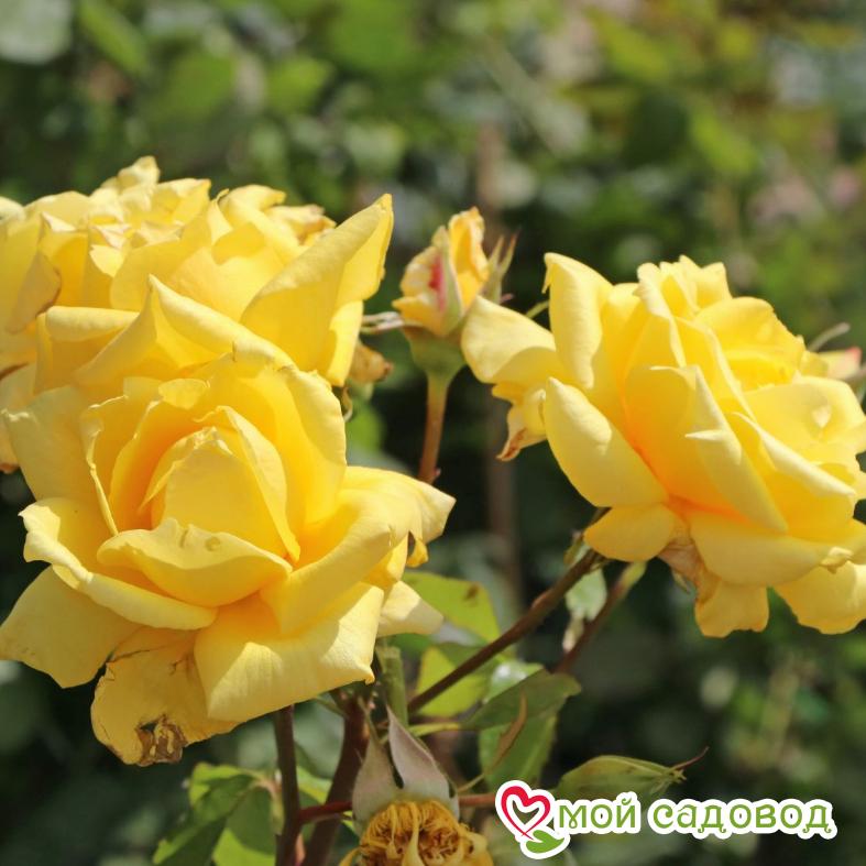 Роза Ландора