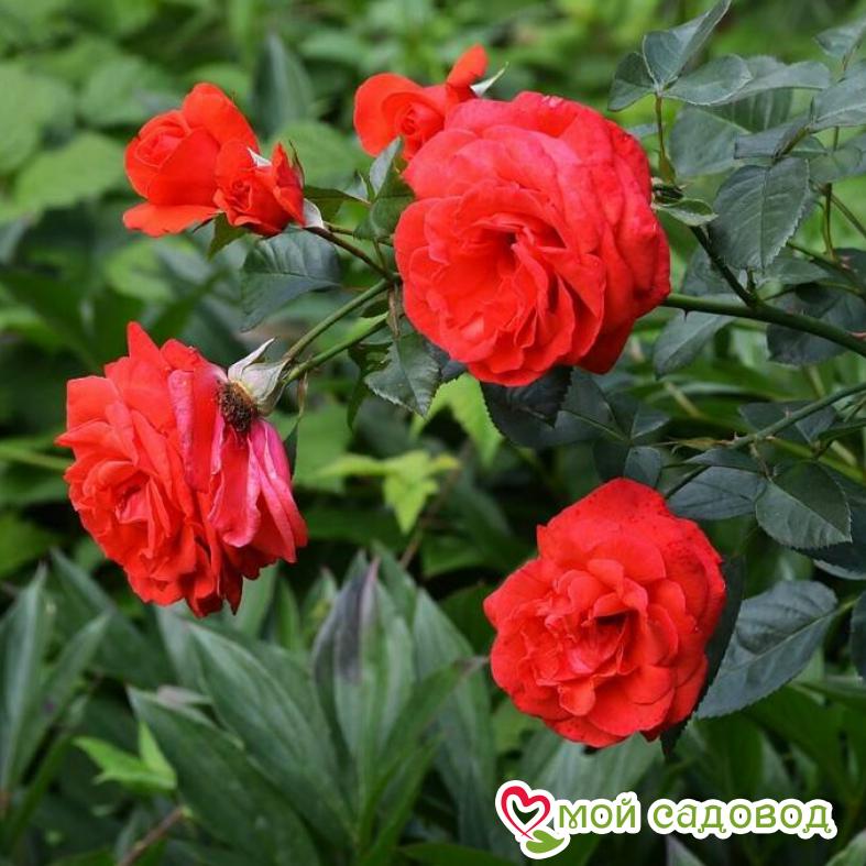 Роза Майнтауэр