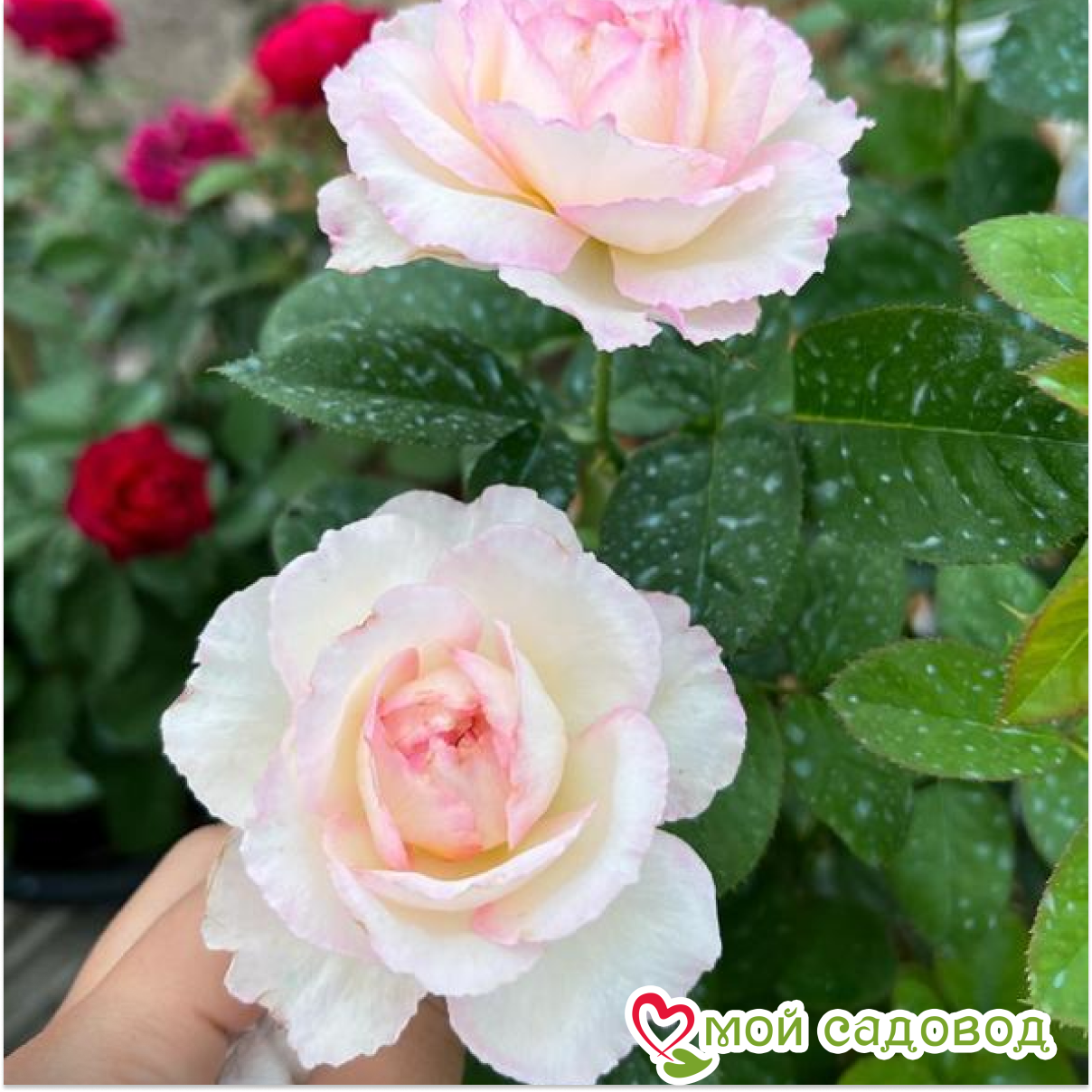 Роза чайно-гибридная София Рохас