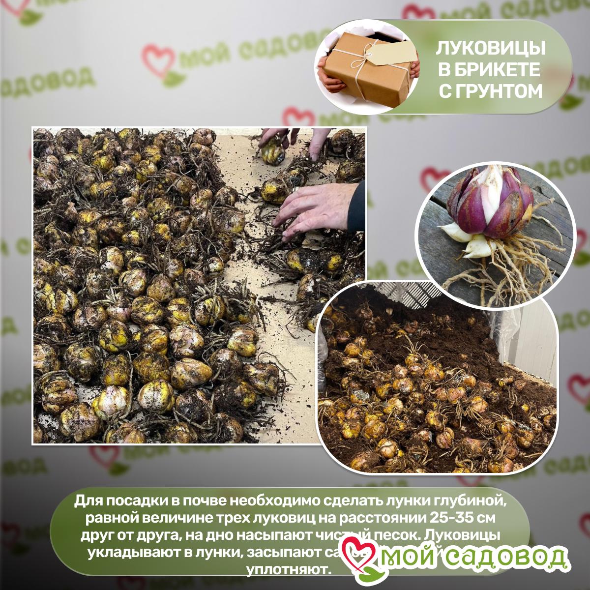 Лилия азиатская Хатстрингс