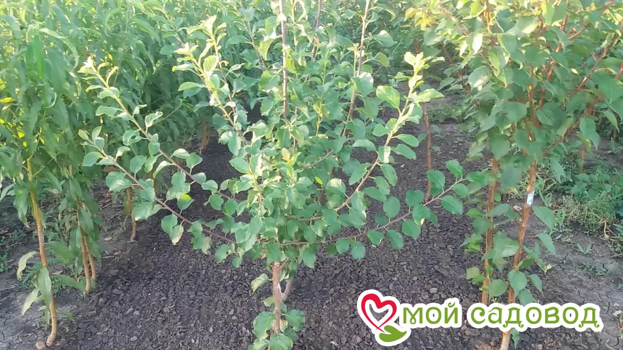 Слива Сайлон